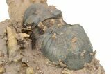Paralejurus Trilobite With Microfossils - Lghaft, Morocco #253699-4
